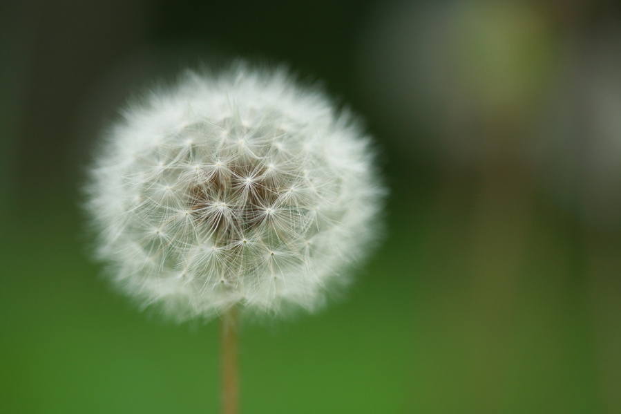 tanpopo